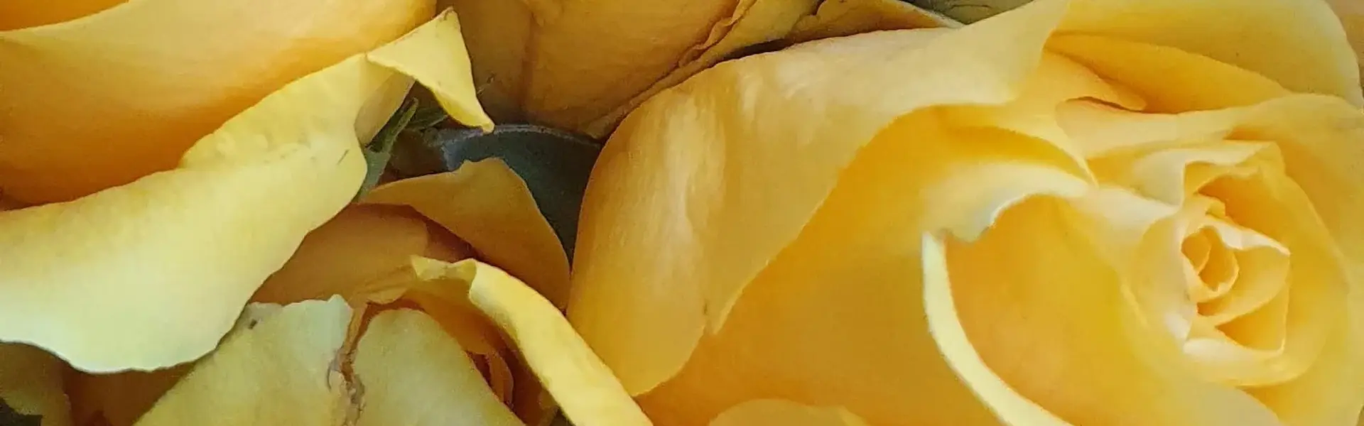 donde-comprar-flores