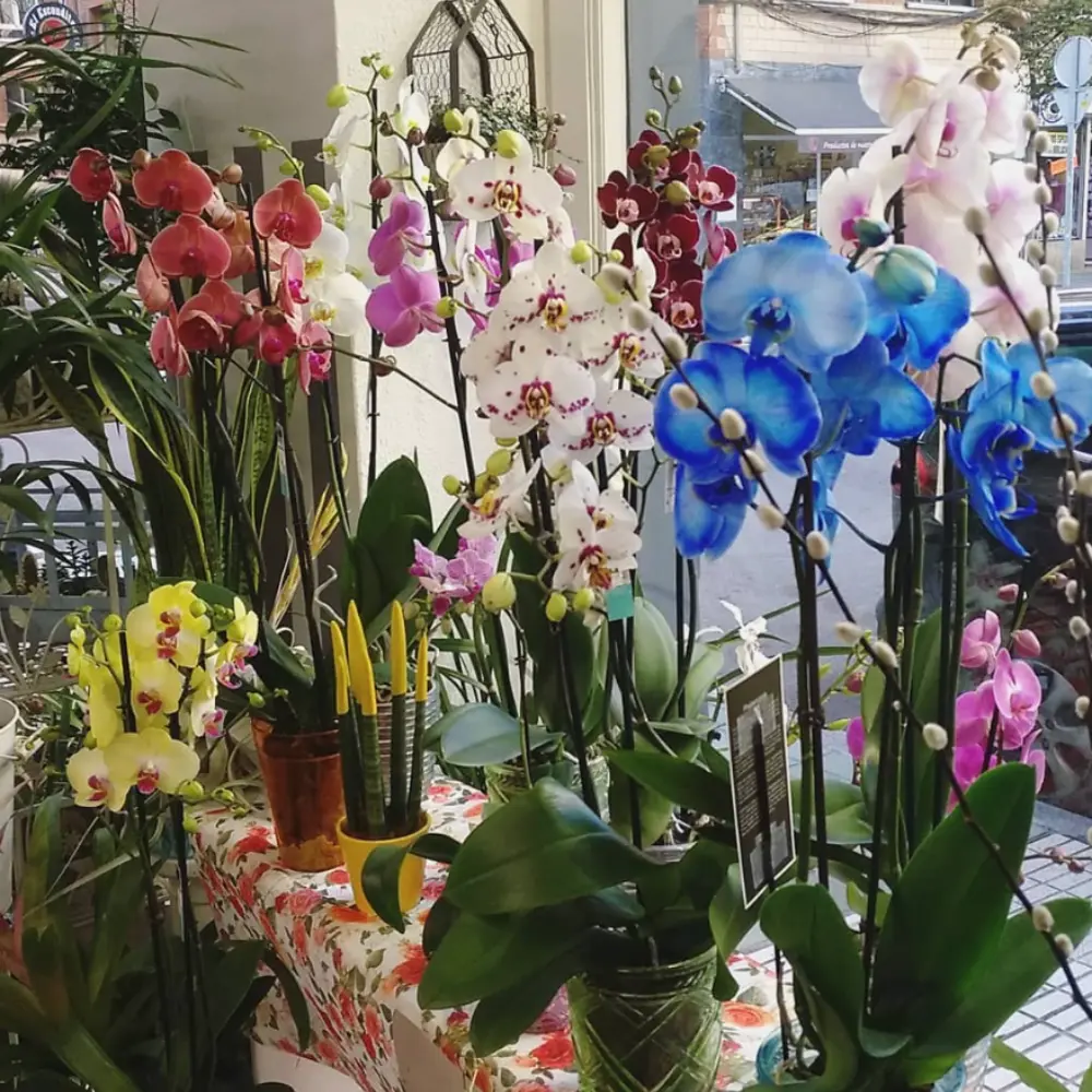 esencia-flores-en-gijon