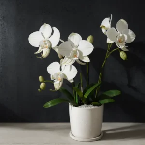 orquideas
